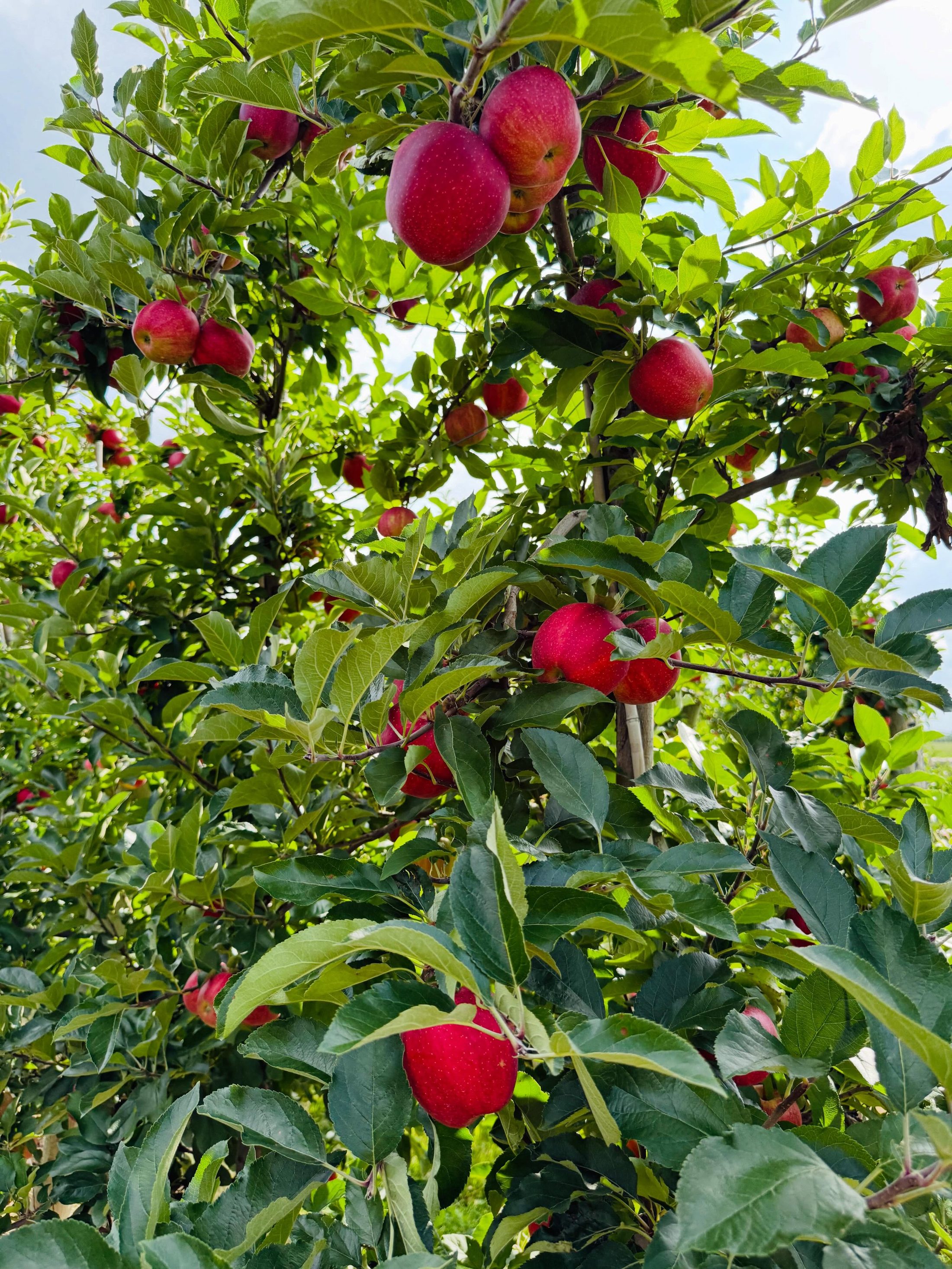 Ripe red apples hanging in the orchard rows at Macintosh Orchards