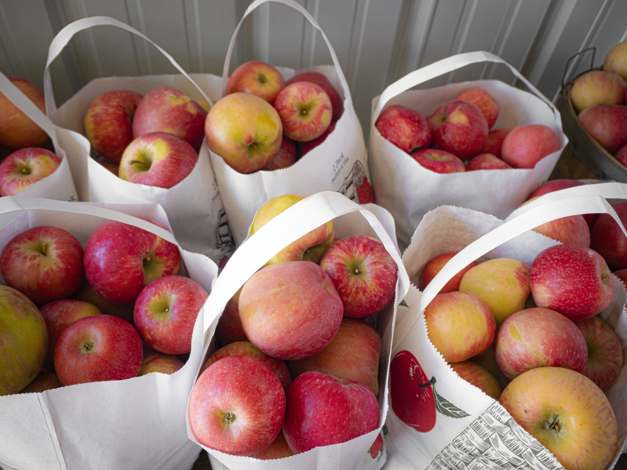 Bags of freshly picked apples ready at Macintosh Orchards