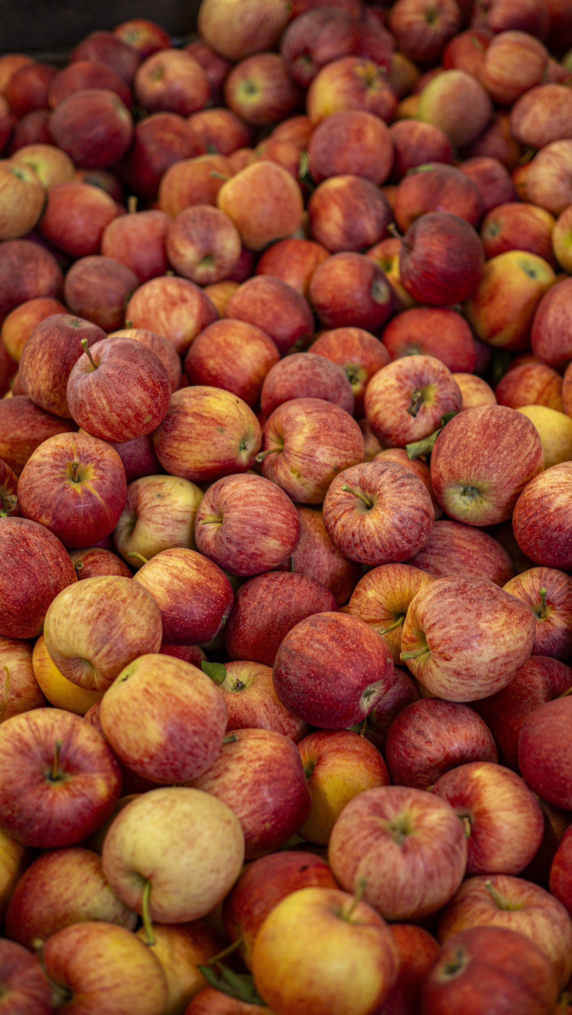A bin full of freshly picked red apples