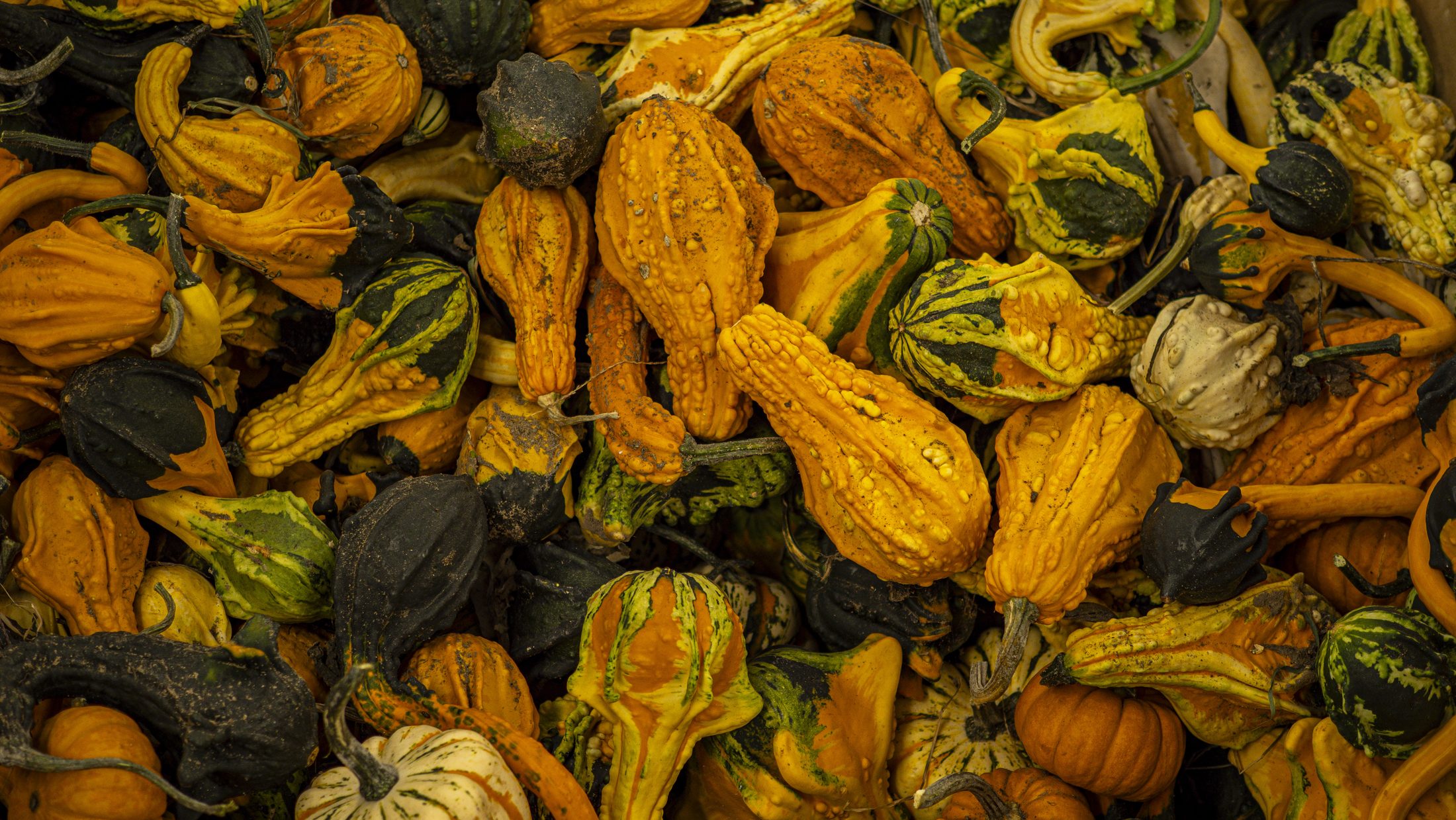 Colorful ornamental gourds piled together