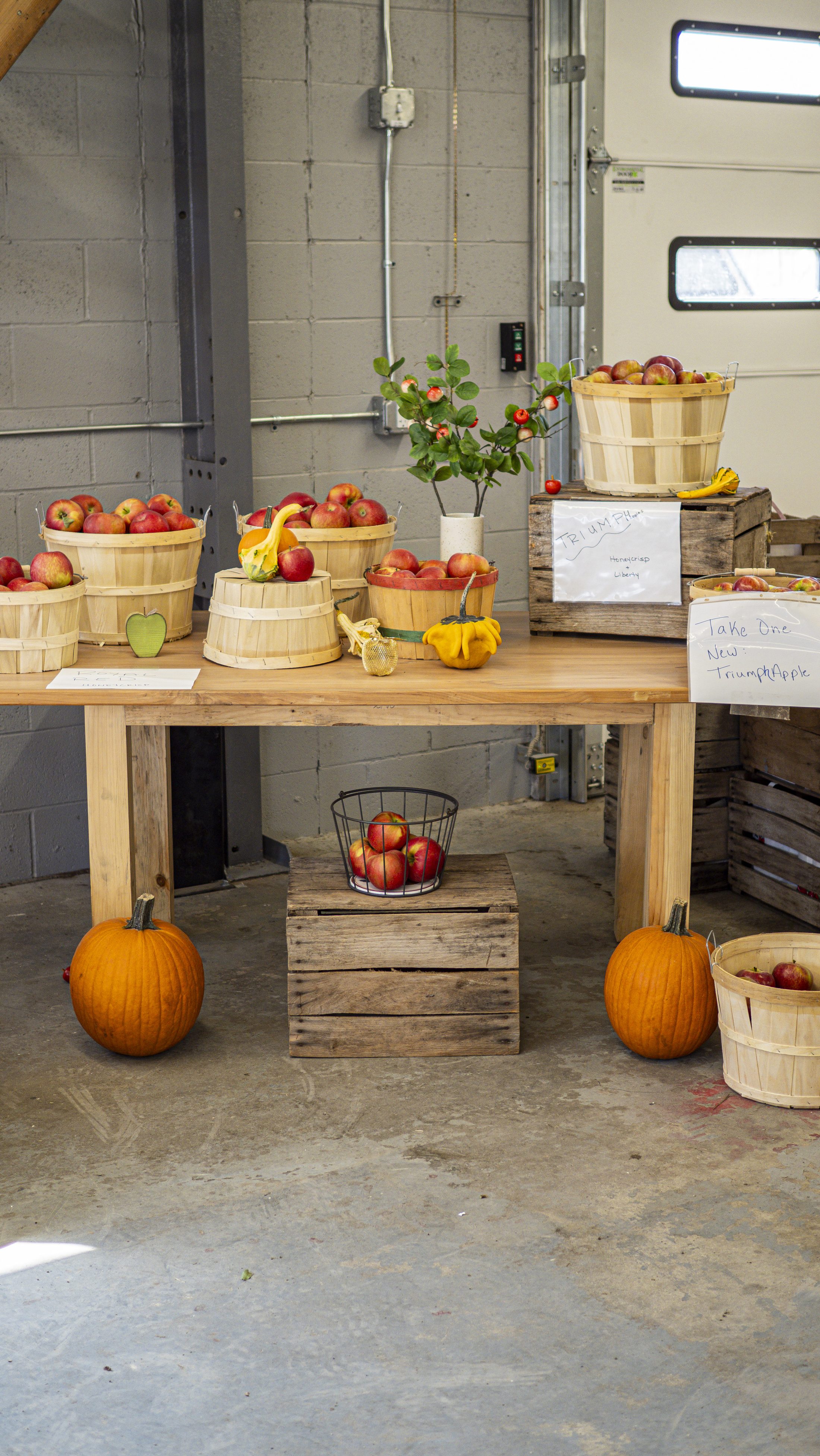 Apple baskets and the new Triumph apple on display