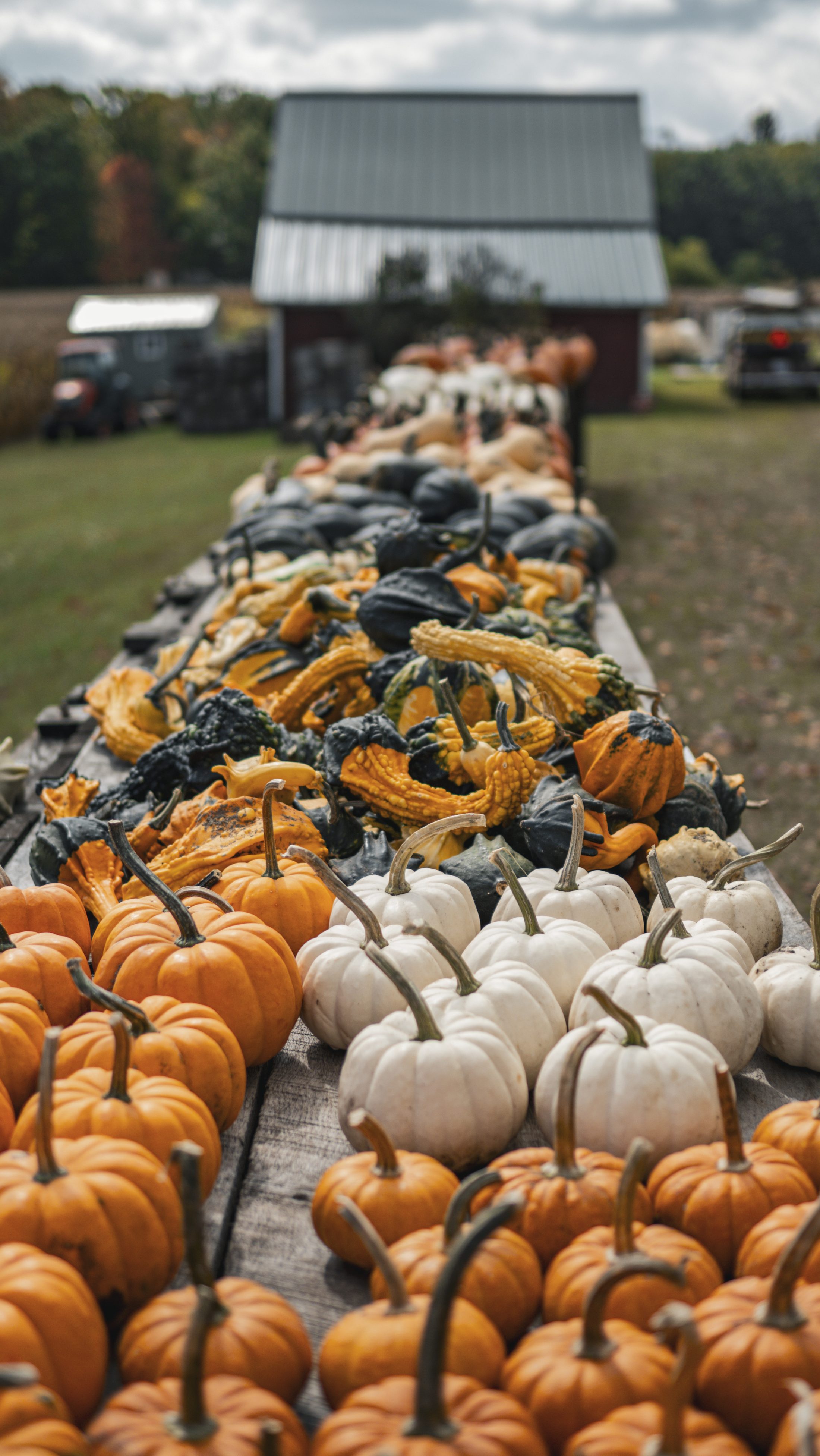 Rows of mini pumpkins and colorful gourds laid out on a table